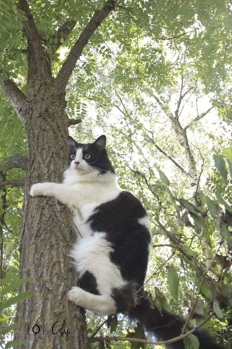 Détente Animal ateliers ludiques canirando, canibalade, félirando