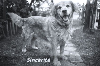 Détente Animal agit à vos côtés en toute sincérité