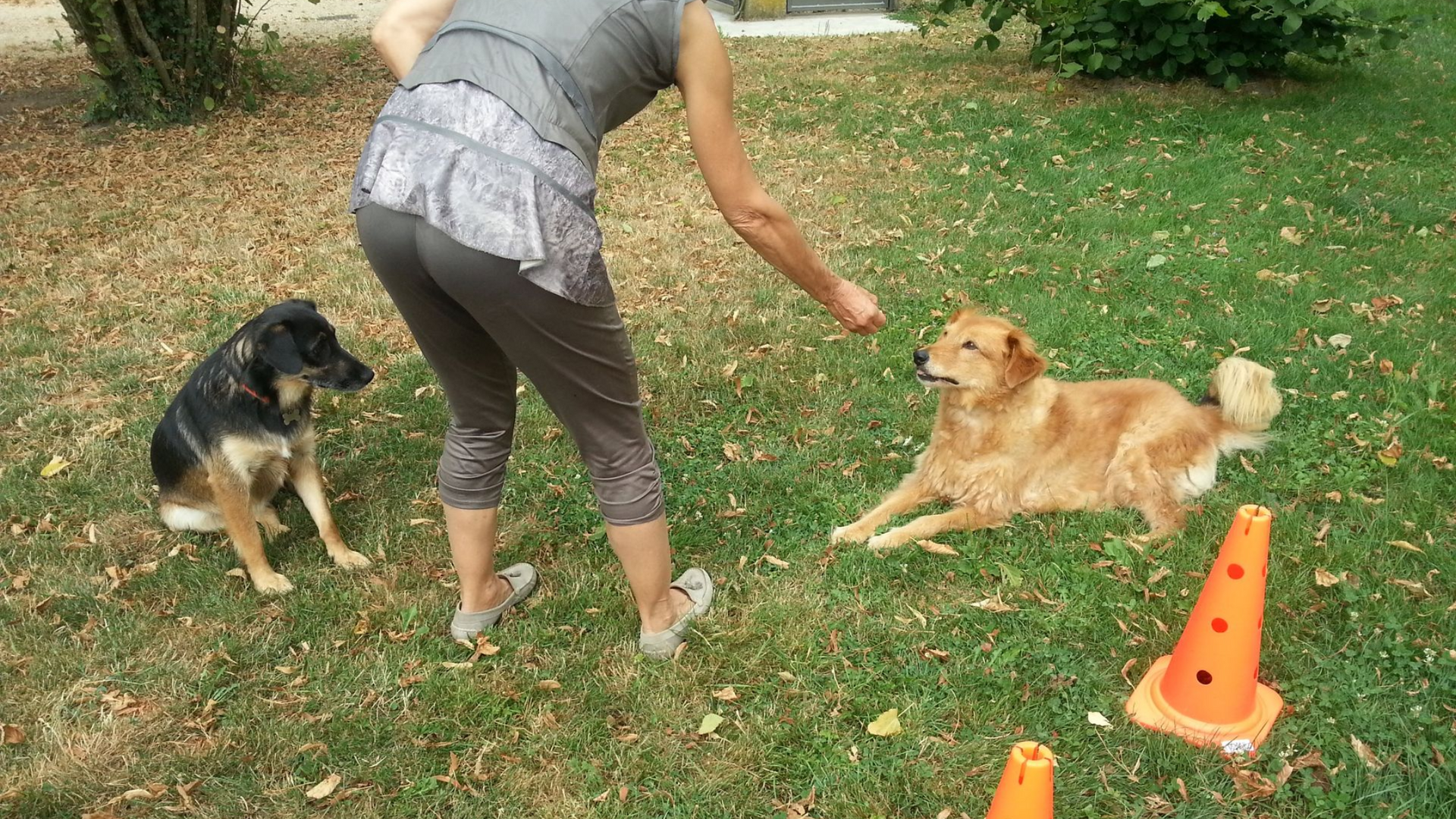 Détente Animal propose des cours d'éducation canine selon la méthode positive