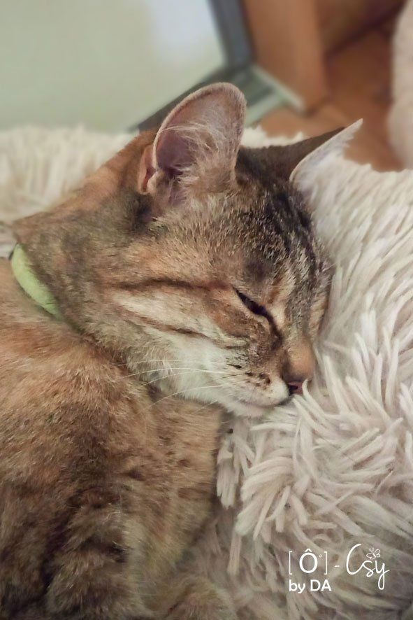 Garde féline et / ou NAC by DA Garde féline et / ou NAC by DA