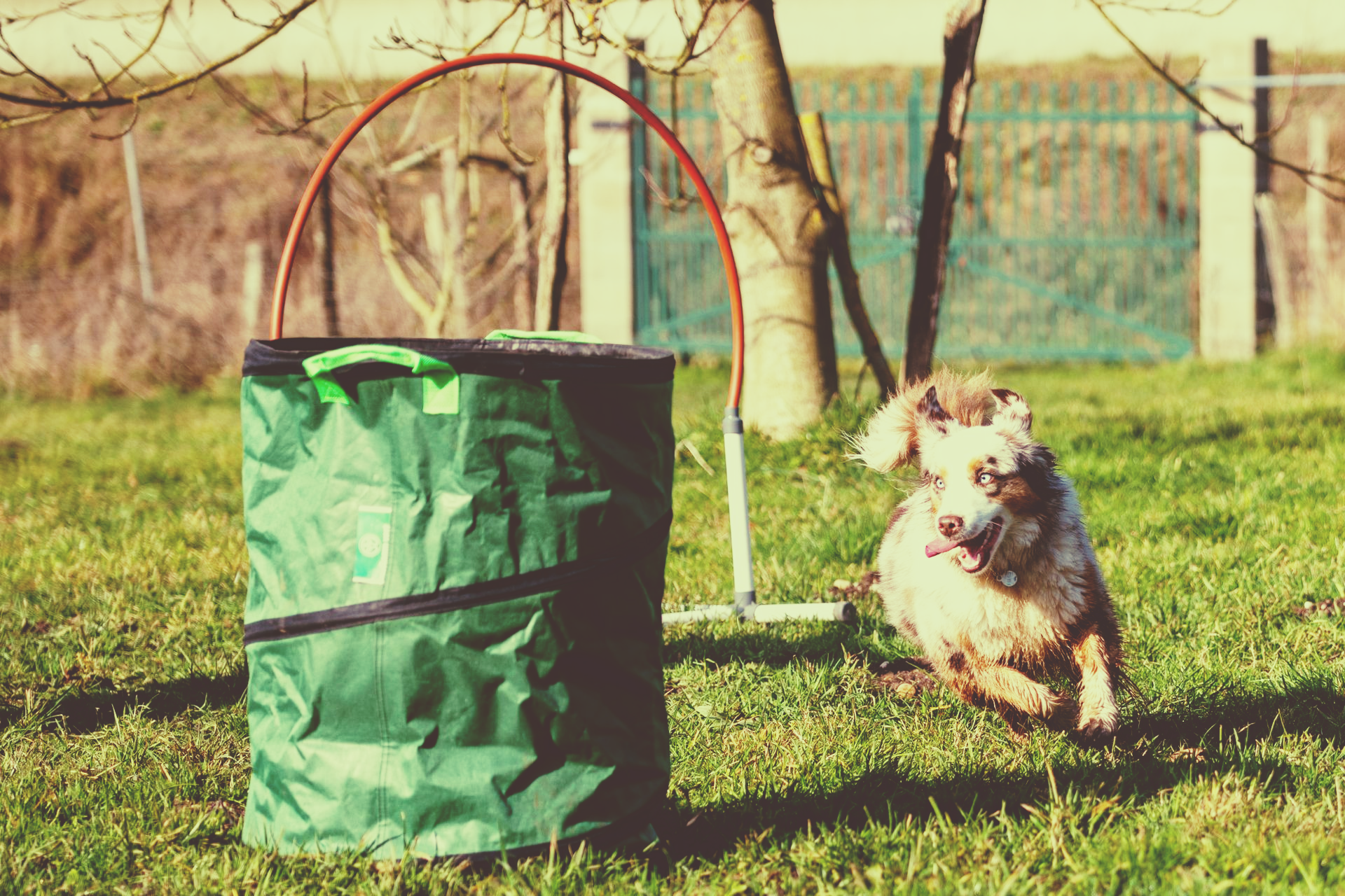 Détente Animal propose des loisirs canins : hoopers, agility, CaniDétente, CaniBalade, CaniRando, CaniCross