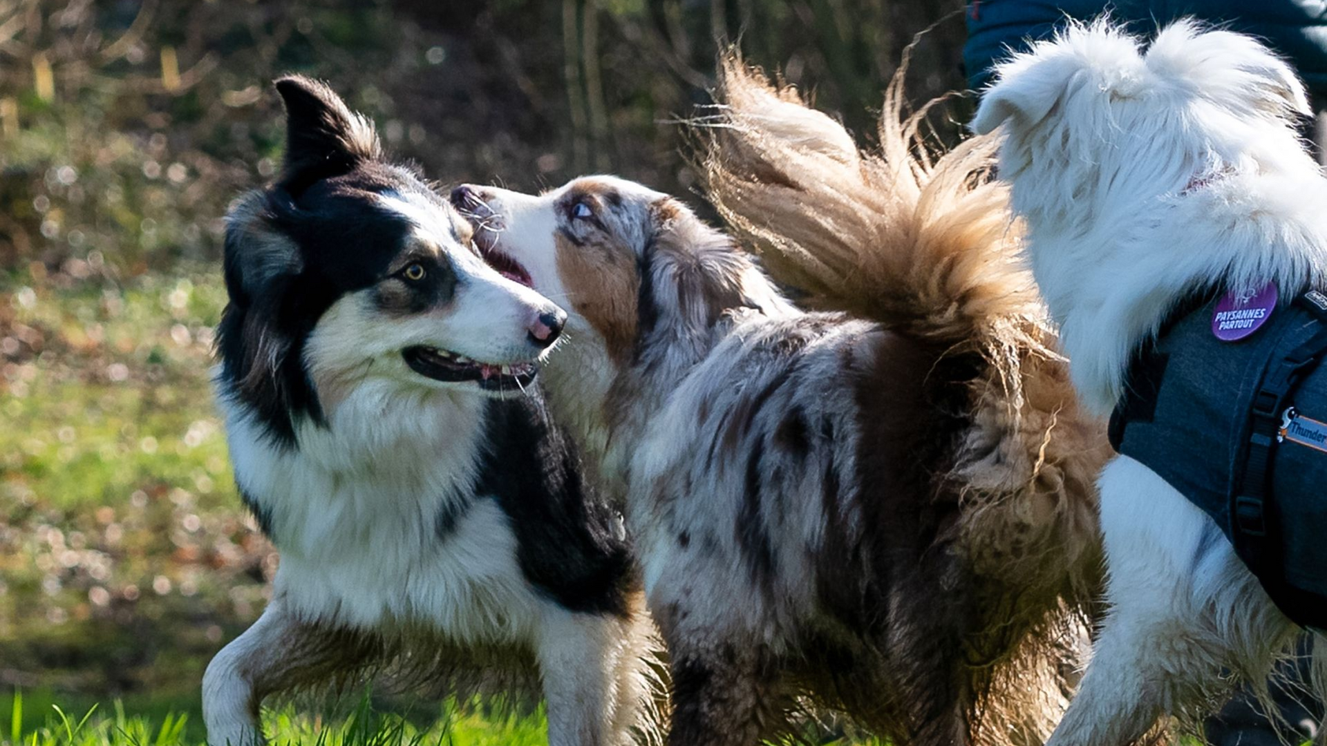 Détente Animal vous ouvre son terrain d'éducation canine pour laisser les chiens s'ébattre ensemble et observer les comportements canins