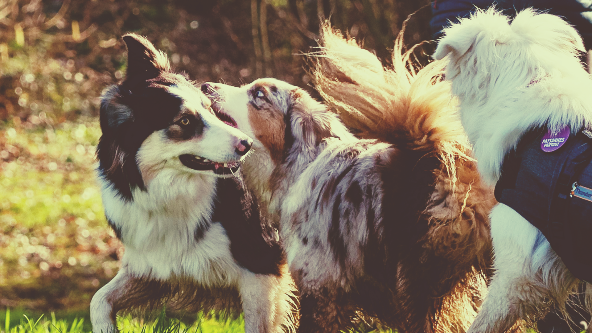 Ouverture du terrain d'éducation canine pour des chiens de même caractère en toute liberté dans un espace clos