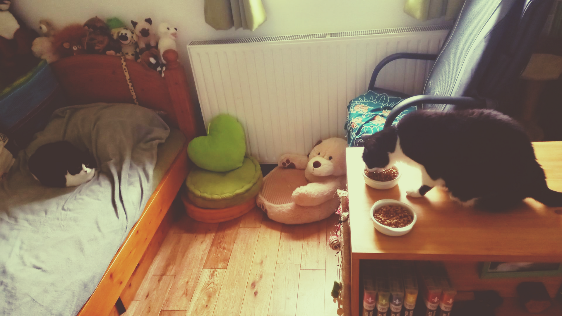 Détente Animal héberge votre famille féline au sein de 2 chambres aménégées