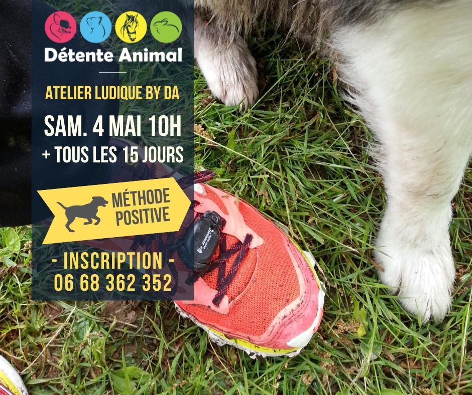 Détente Animal vous propose des sessions de canicross les samedis à 10h en forêt de Seillon - Bourg-en-Bresse