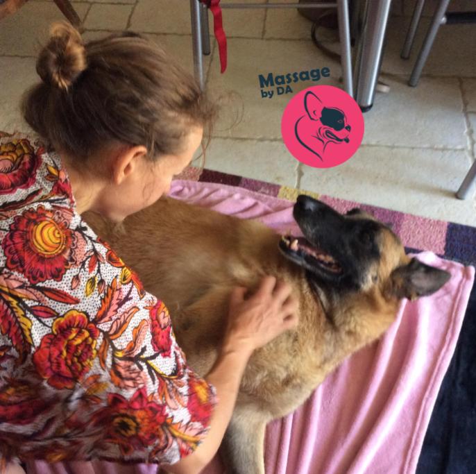 Le massage canin et félin par Détente Animal
