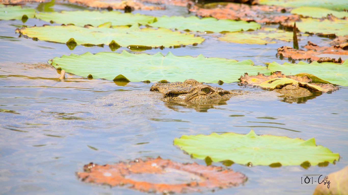 DETENTE ANIMAL - Studio Photo by DA - Crocodile