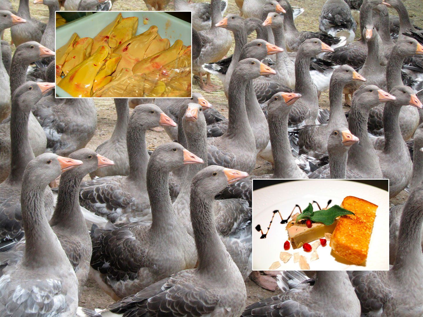 Détente Animal dresse la liste des aliments déconseillés pour nos animaux de compagnie : le Foie cru, cuit ou gras