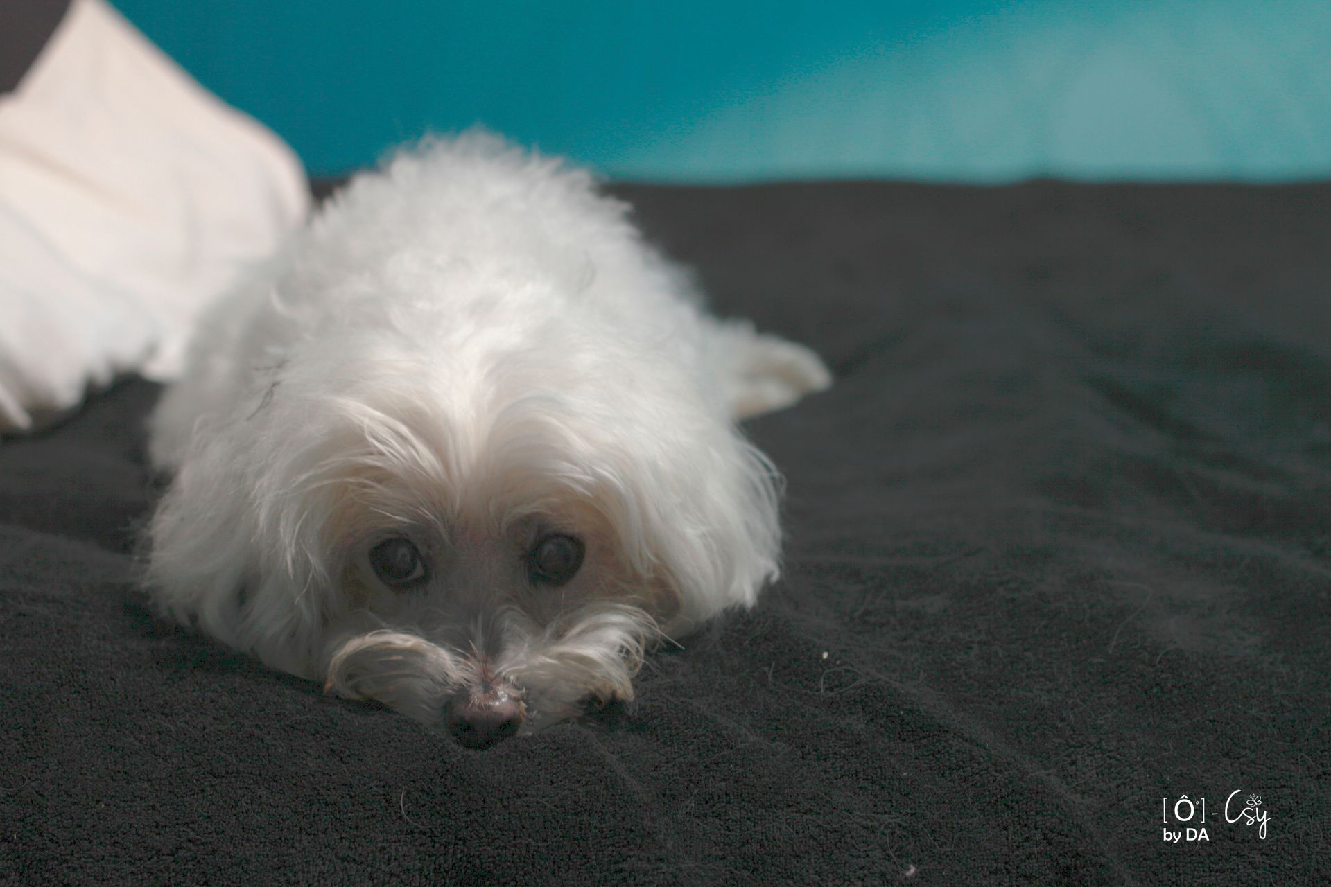 DETENTE ANIMAL - Studio Photo by DA - Bichon Maltais
