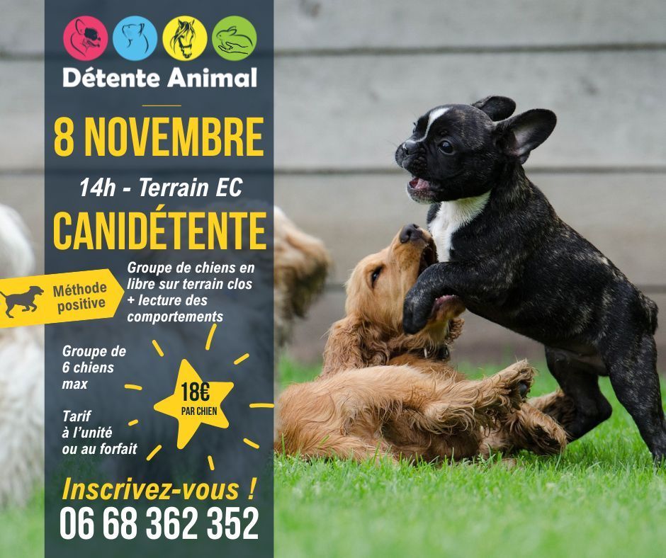 Participez aux séances collectives encadrées par Détente Animal le samedi 8 novembre avec notamment la CaniDétente à 14h