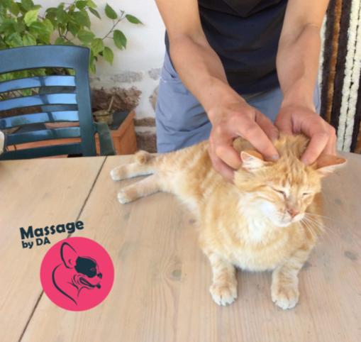 Massage Félin - le massage de la tête, un véritable délice !