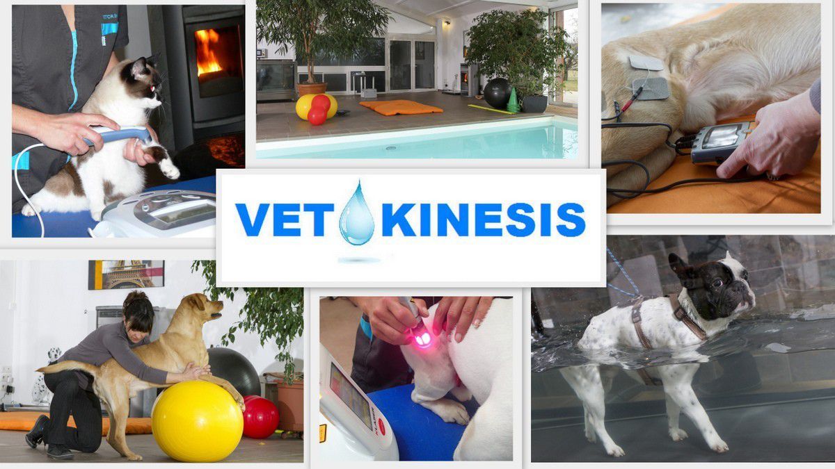 Détente Animal a été formé par Vétokinésis