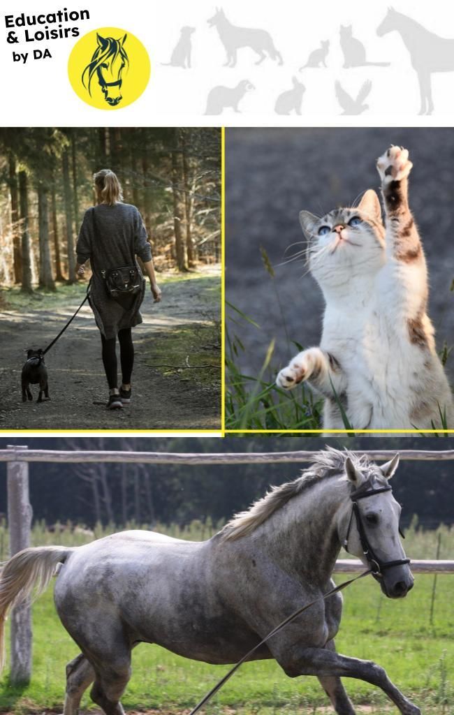 Education & loisirs animaliers by DA