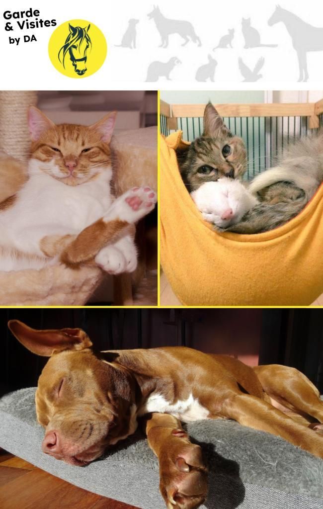 Gardes & visites de votre animal by DA