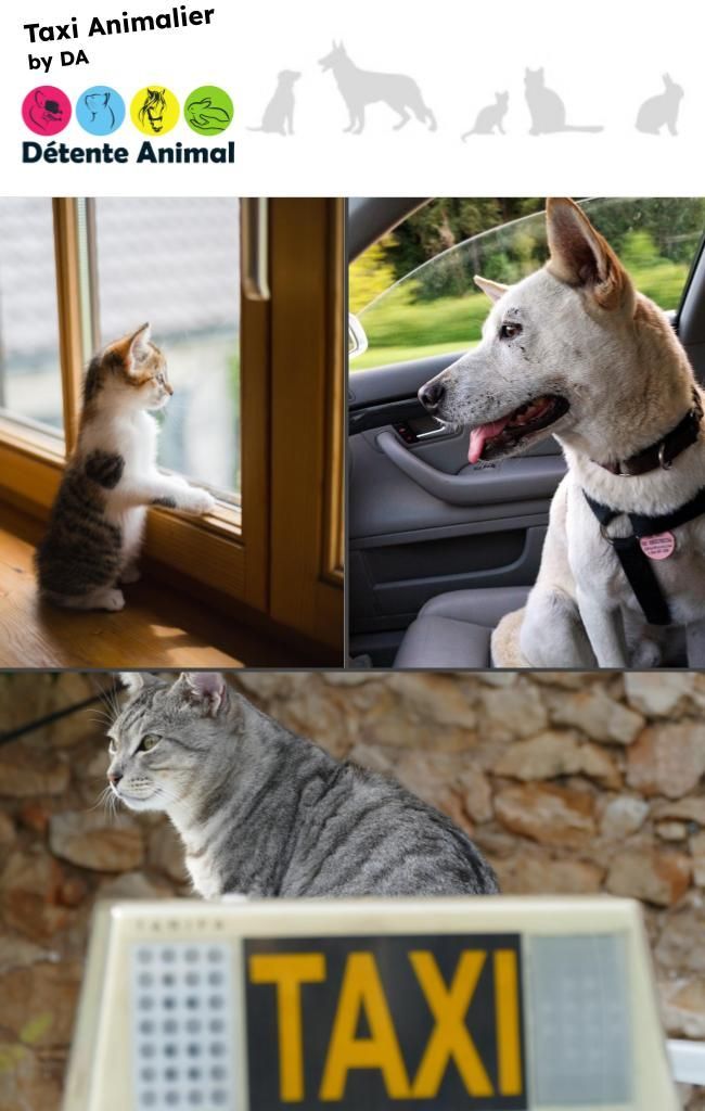 Taxi animalier by DA