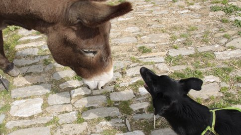 Détente Animal est naturopathe de base scientifique pour l'Humain & l'Animal