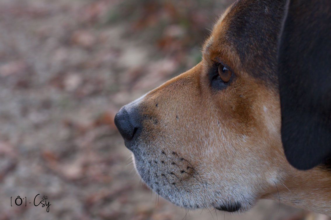 Détente Animal ateliers ludiques studio photos