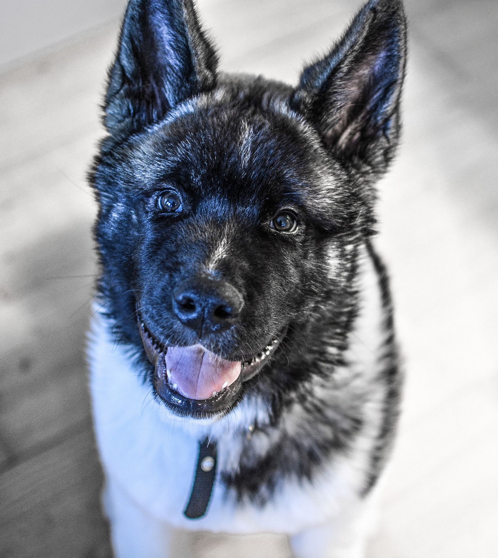 Détente Animal contribue à l'équilibre physique et psychologique du chien et de ses adoptants