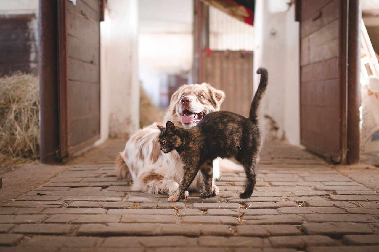 Détente Animal est comportementaliste certifié pour le chien, le chat, le cheval, le lapin et le furet