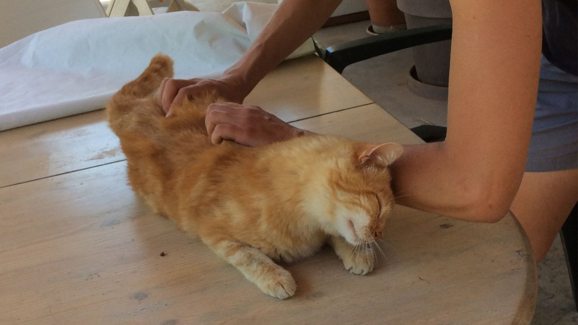 Détente Animal propose du massage pour chien, chat, lapin, hamster et chinchilla