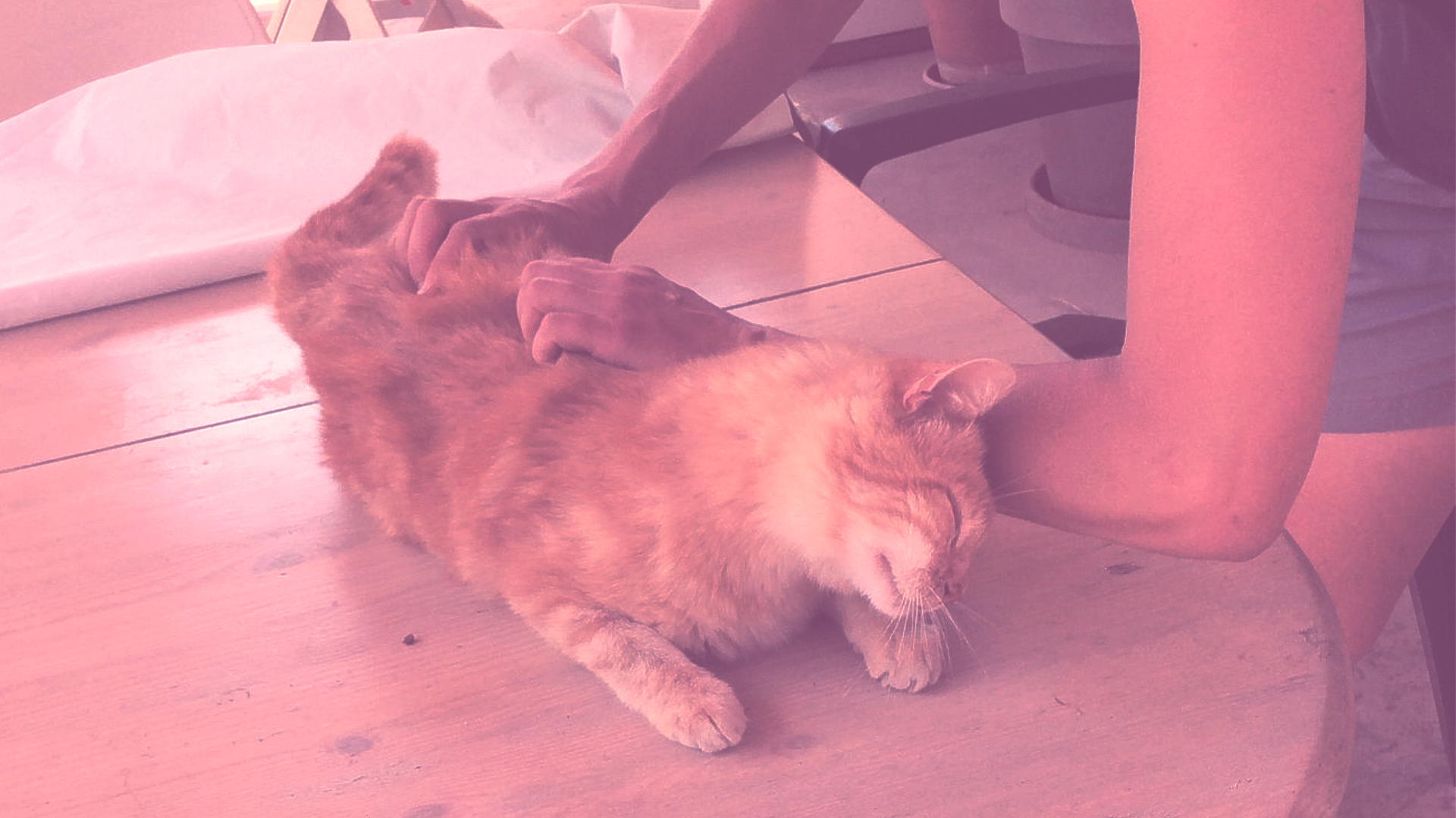 Détente Animal propose des séances de massage pour chien, chat et NAC