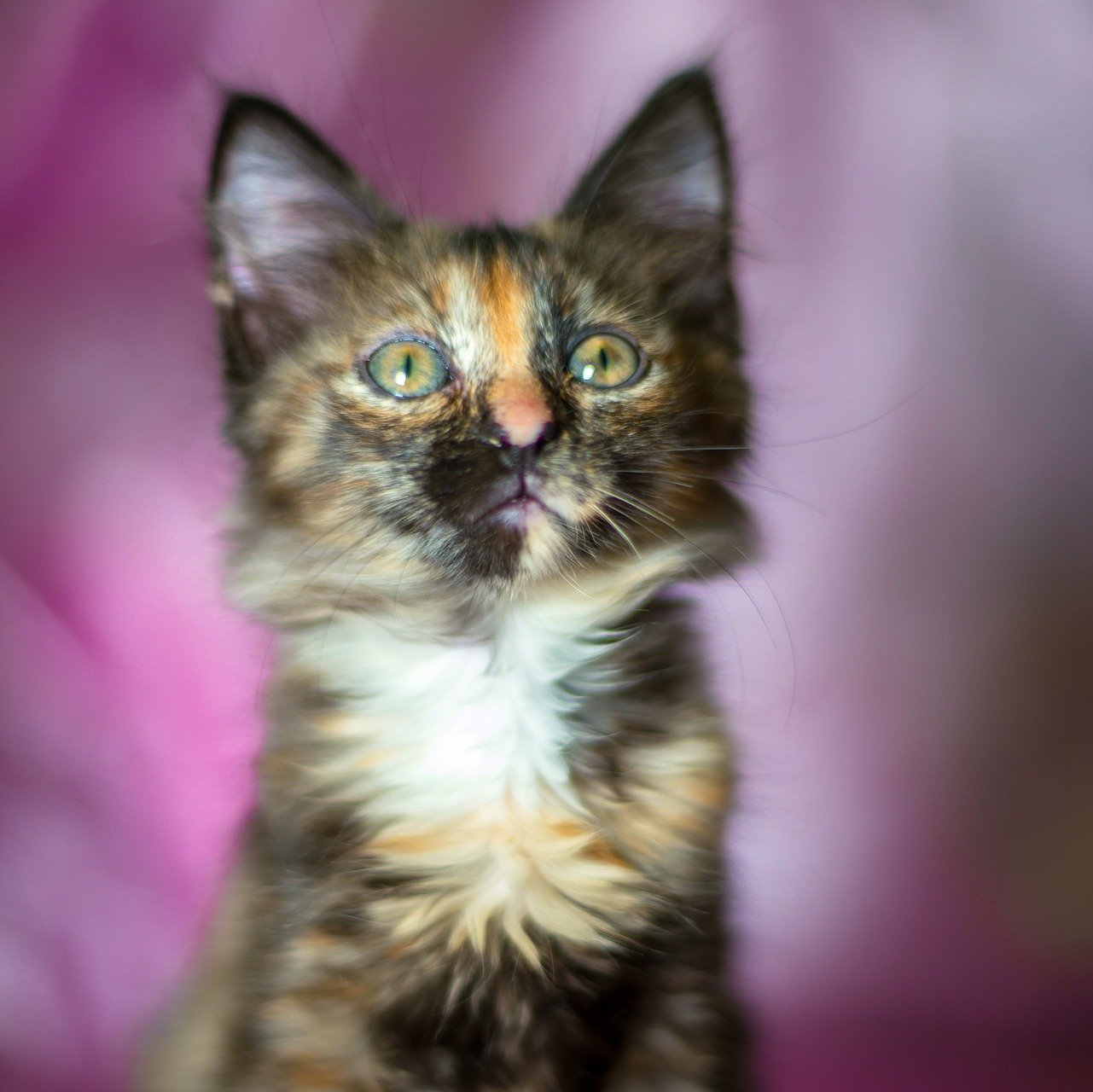 Détente Animal - Chaton Calico Détente Animal - Chaton Calico