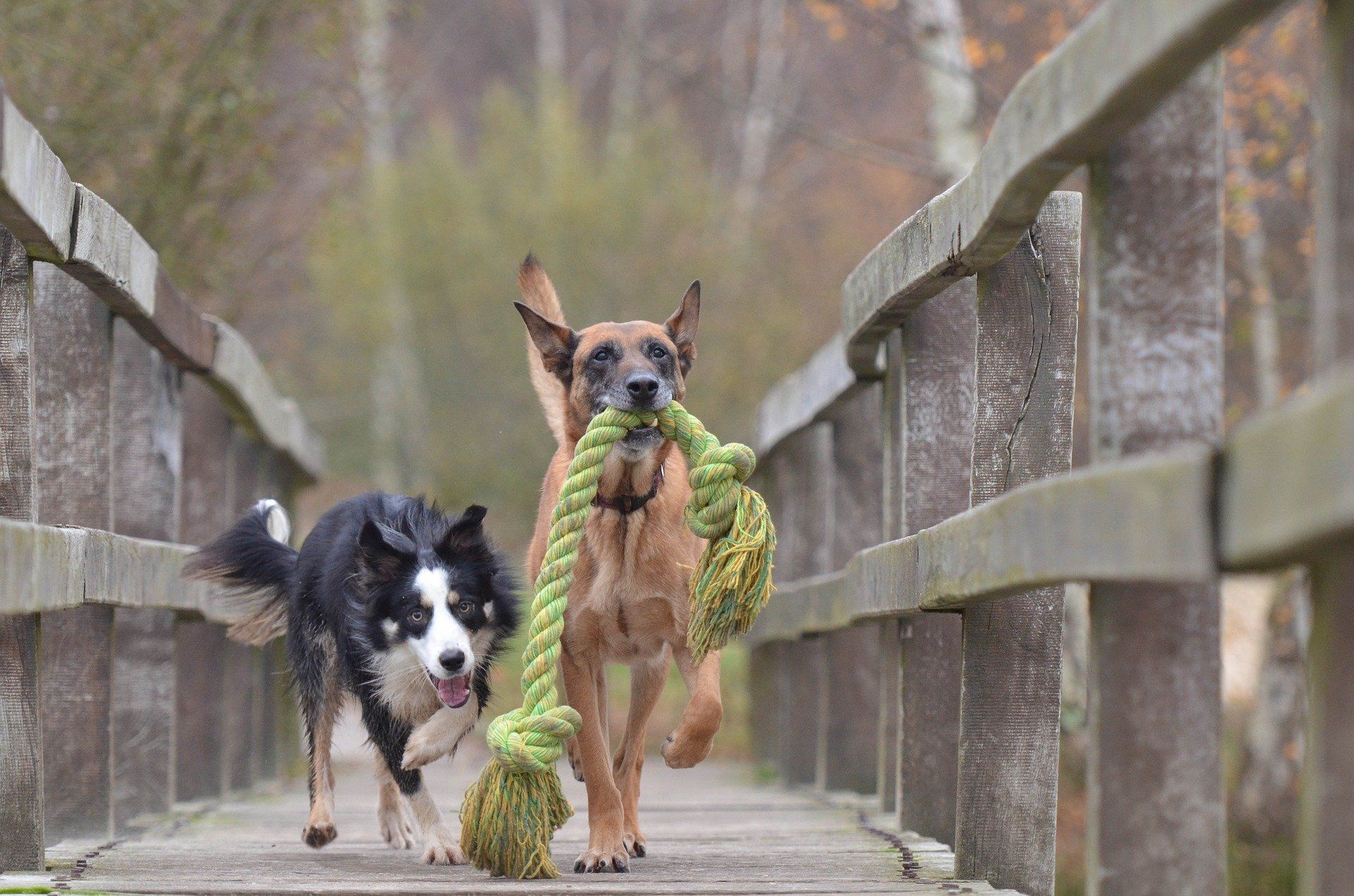 Le lien social chez le chien vu par Détente Animal