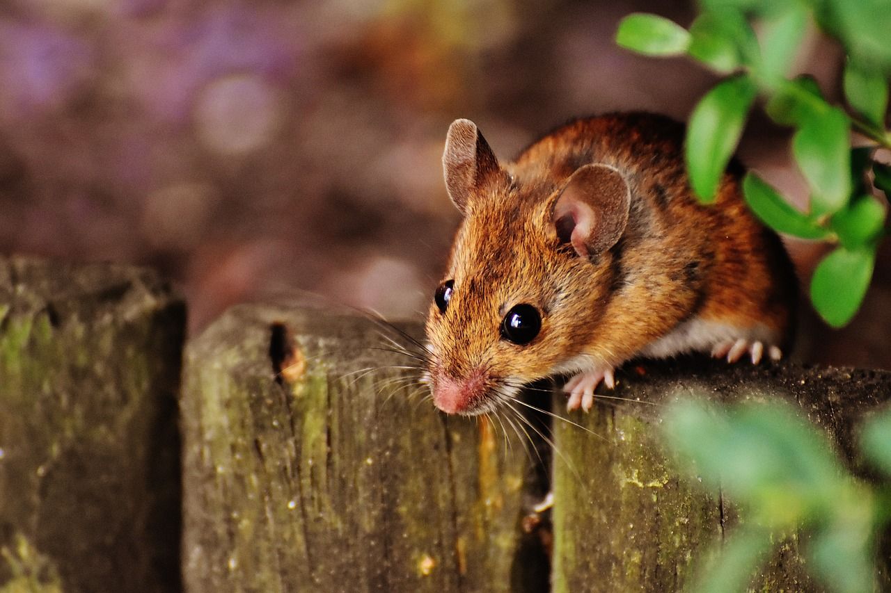 Détente Animal participe au bien-être et à la santé de vos Nouveaux Animaux de Compagnie (NAC)