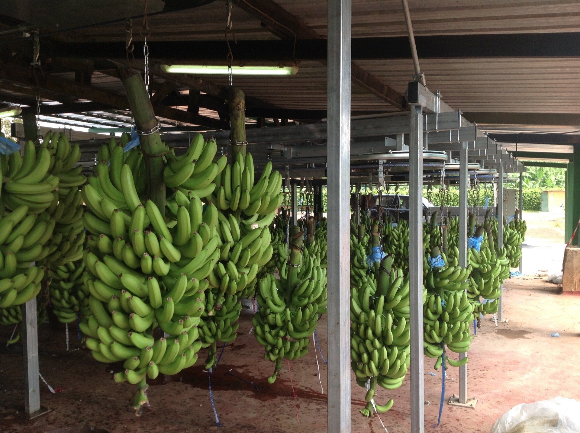 Convoyeur à corde aérien agroalimentaire pour le stockage et le transfert des régimes de bananes