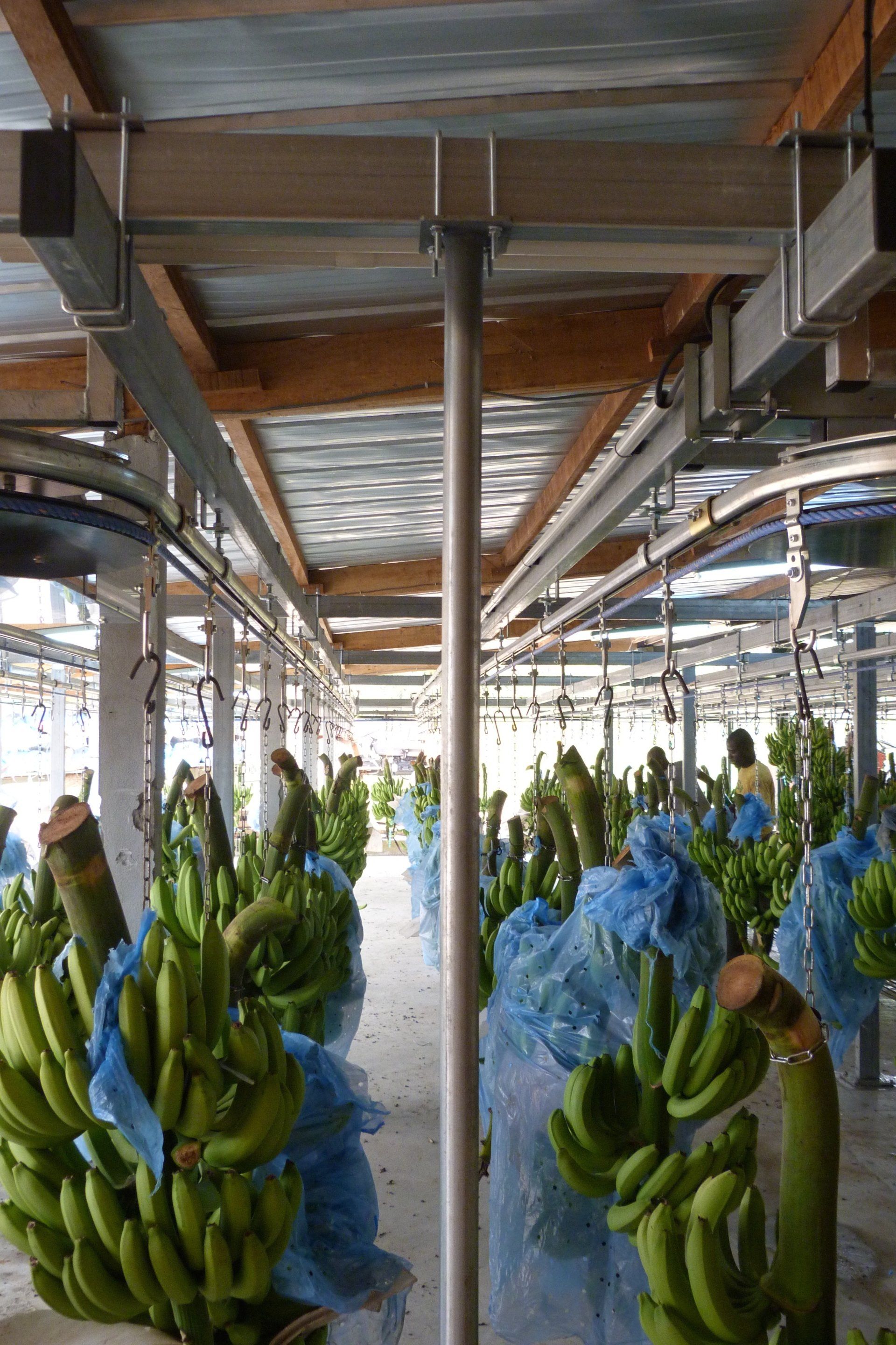 Producteur de bananes convoyeur à corde pour le transfert des régimes en zone découpe