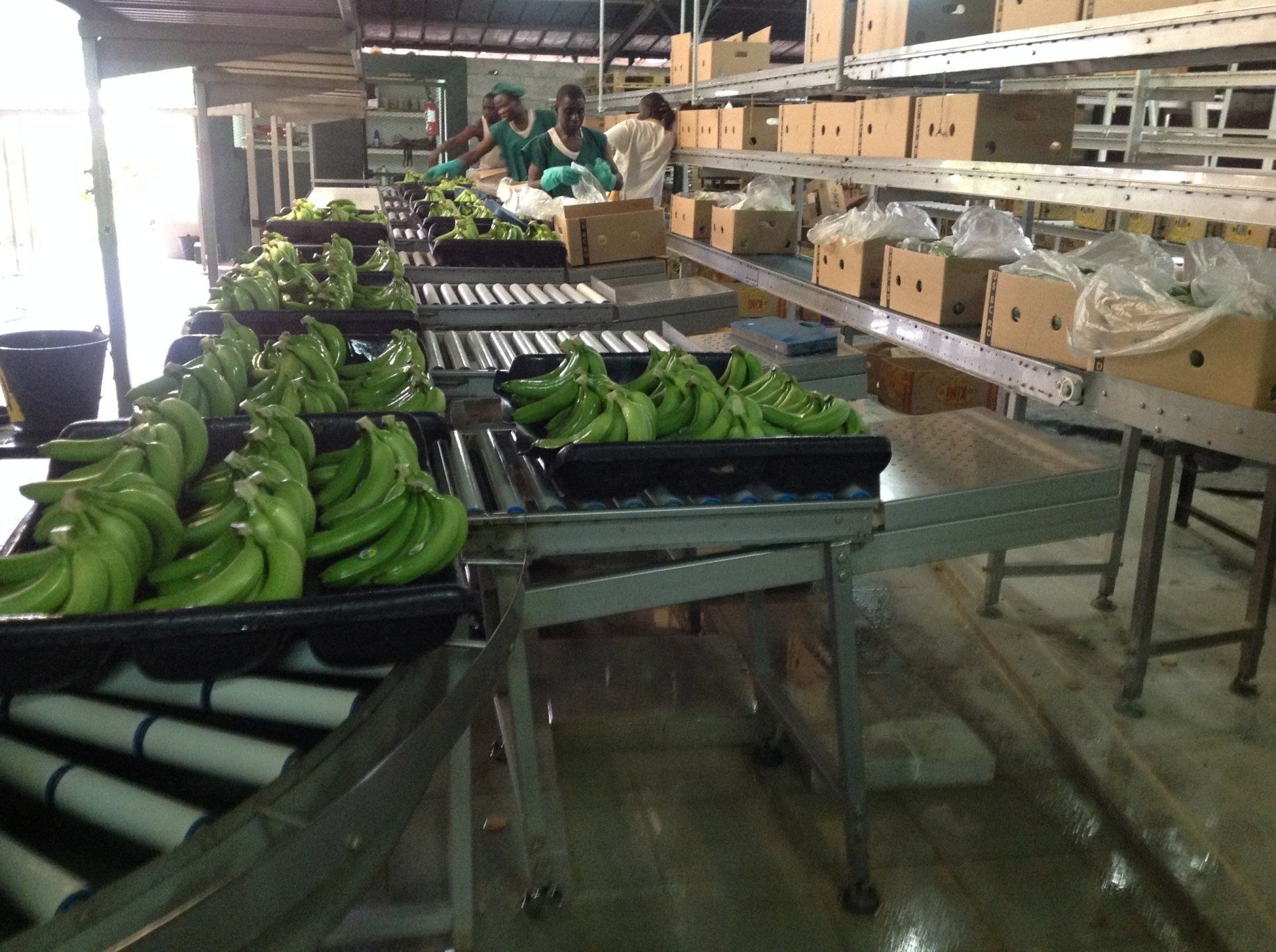 Tables de conditionnement bananes sur tray après traitement