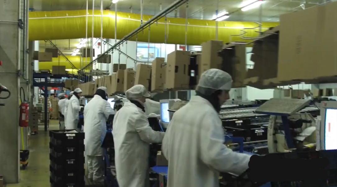 Convoyeur aérien à corde pour la distribution en continue de cartons aux postes de conditionnement