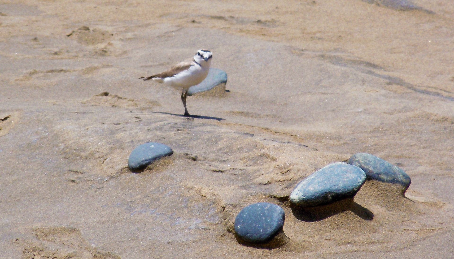 Vögel am Strand