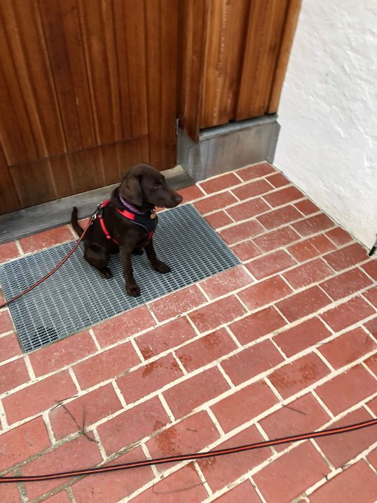 Junghunde Basiskurs Junghunde Basiskurs