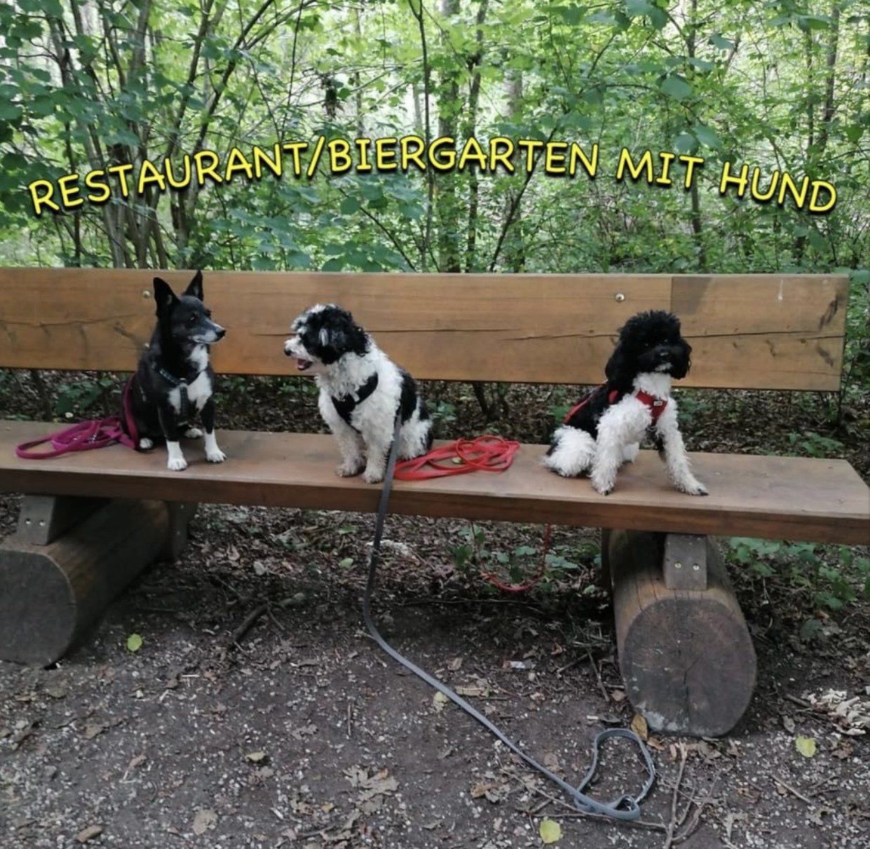 Mantrailing Mantrailing