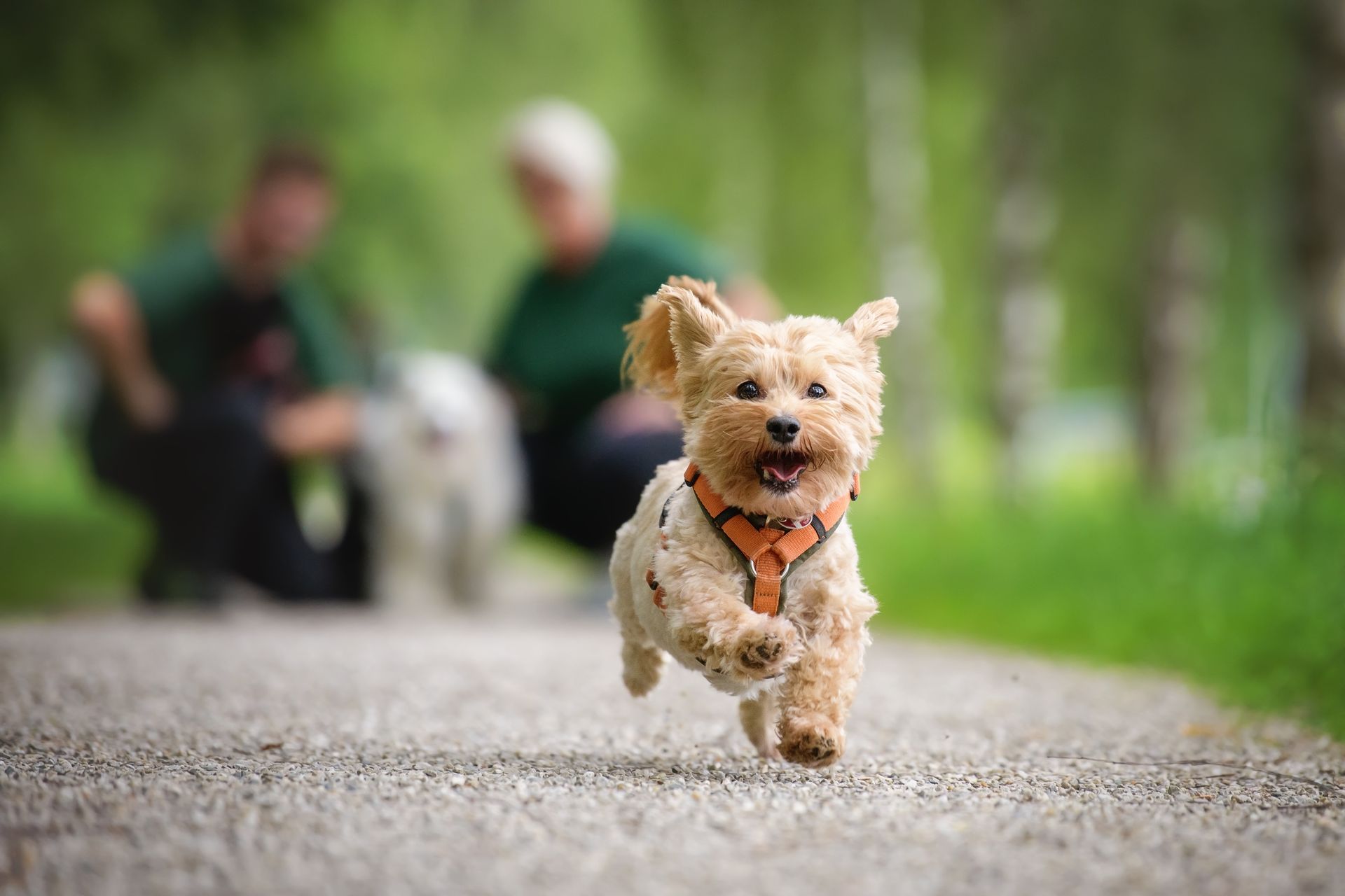 Rückrufkurs Rückrufkurs