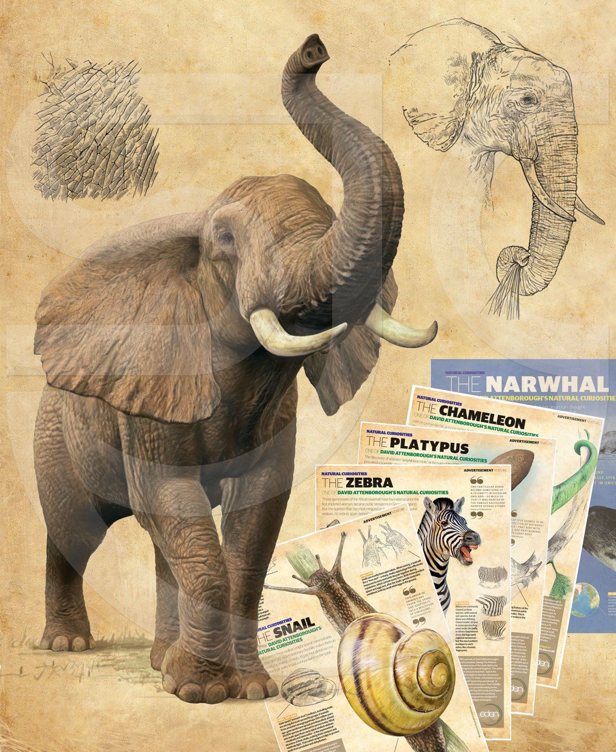 African elephant identification study. Realistic illustration of an elephant with close up pencil drawings of head, ear, trunk and skin, on a parchment background. 5 printed advertorials shown for other creatures. All to coincide with Sir David Attenborough's Natural Curiosities TV series.