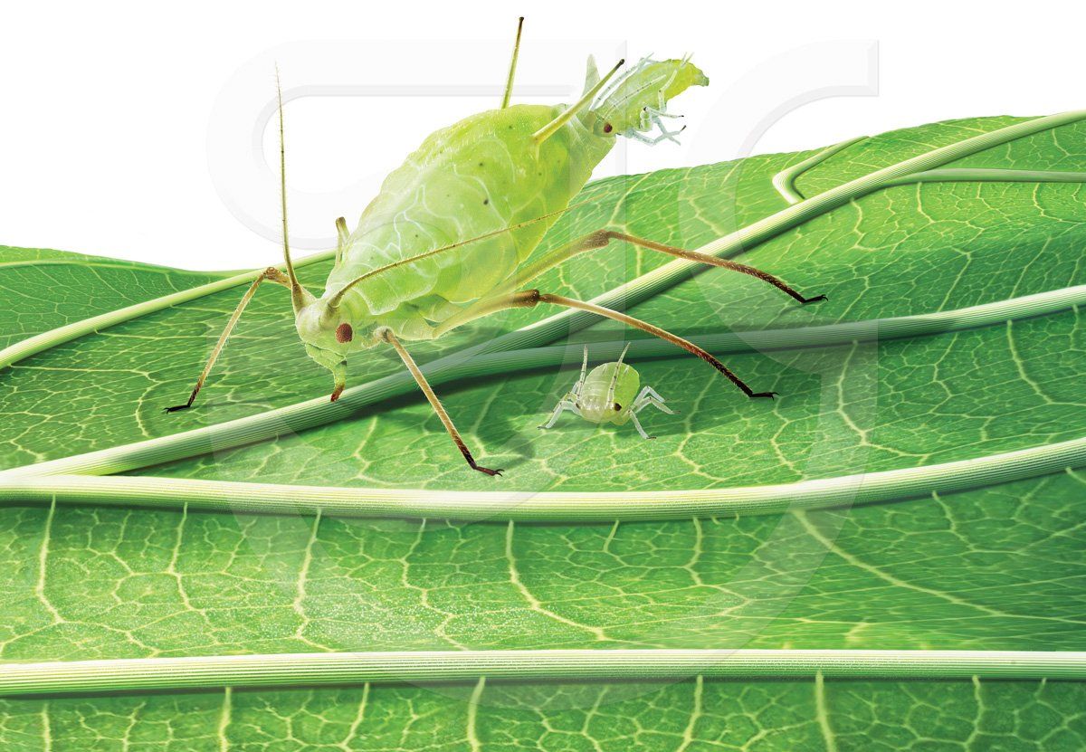 An aphid on a leaf, close up, giving birth and eating simultaneously. Showing it's proboscis stuck in a leaf and an emerging juvenile at the rear. Photorealistic insect illustration.
