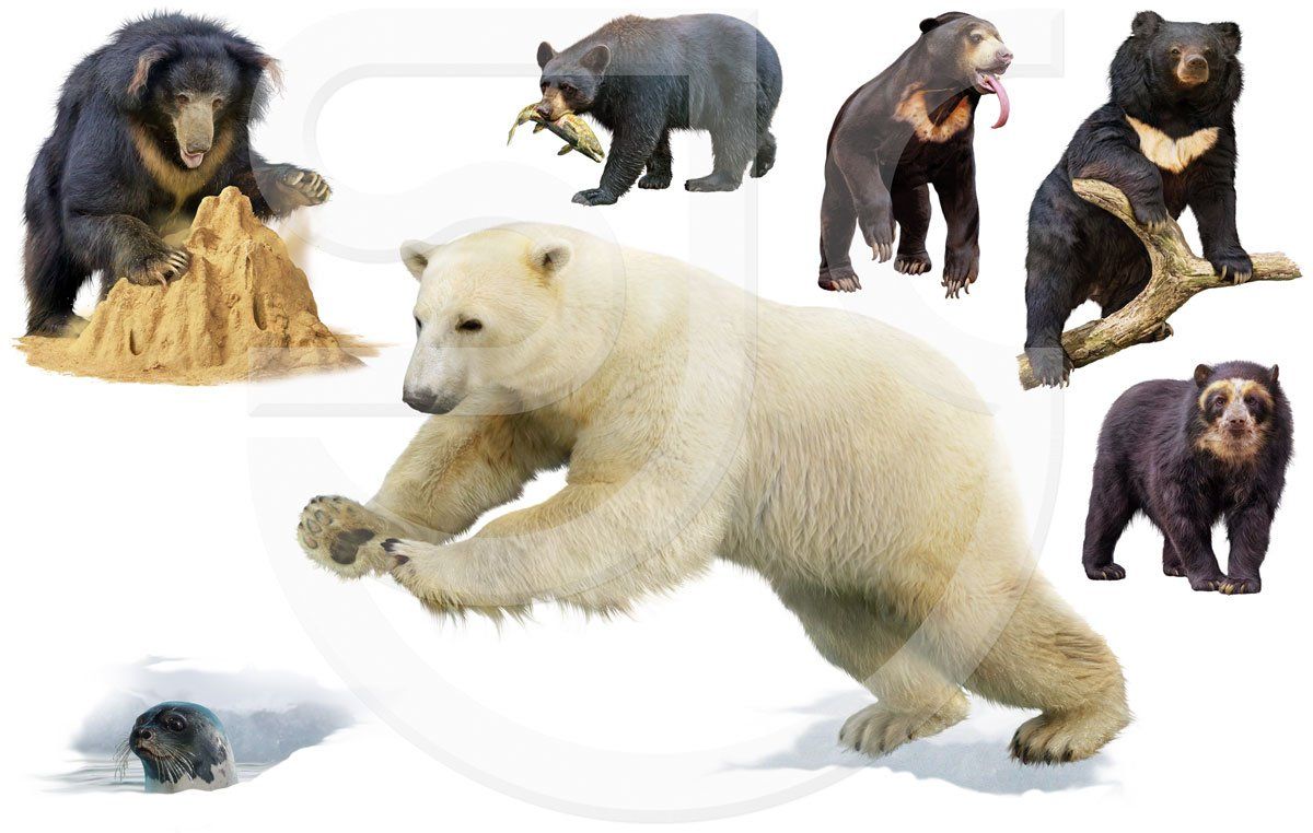 6 bear species; Sloth bear or labiated labiated bear, a nocturnal insectivorous bear (Melursus ursinus); American black bear, omnivore (Ursus americanus); Sun bear (Helarctos malayanus); Asiatic black bear, moon bear or white-chested bear (Ursus thibetanus); Arboreal bear, spectacled bear or Andean short-faced bear (Tremarctos ornatus); Carnivorous polar bear, (Ursus maritimus) pouncing on a Harp seal, saddleback seal or earless seal (Pagophilus groenlandicus). Realistic animal illustrations.