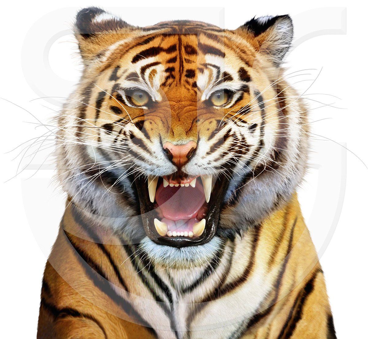 Snarling Bengal Tiger. Big cat, close up. Head and shoulders, front view, photorealistic digital wildlife painting. Book Jacket illustration.