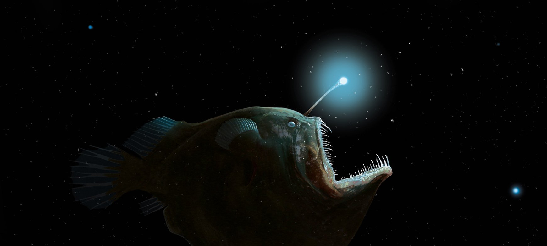 Let's work together. Get in touch... I don't bite! Here we see a photorealistic digital painting of a Black Devil Anglerfish, or Seadevil, a deep sea creature and an unusual ugly fish with a gaping mouth, needle-sharp teeth, a slightly startled expression and an illuminated lure at the top of its head. Natural history ocean life illustration.