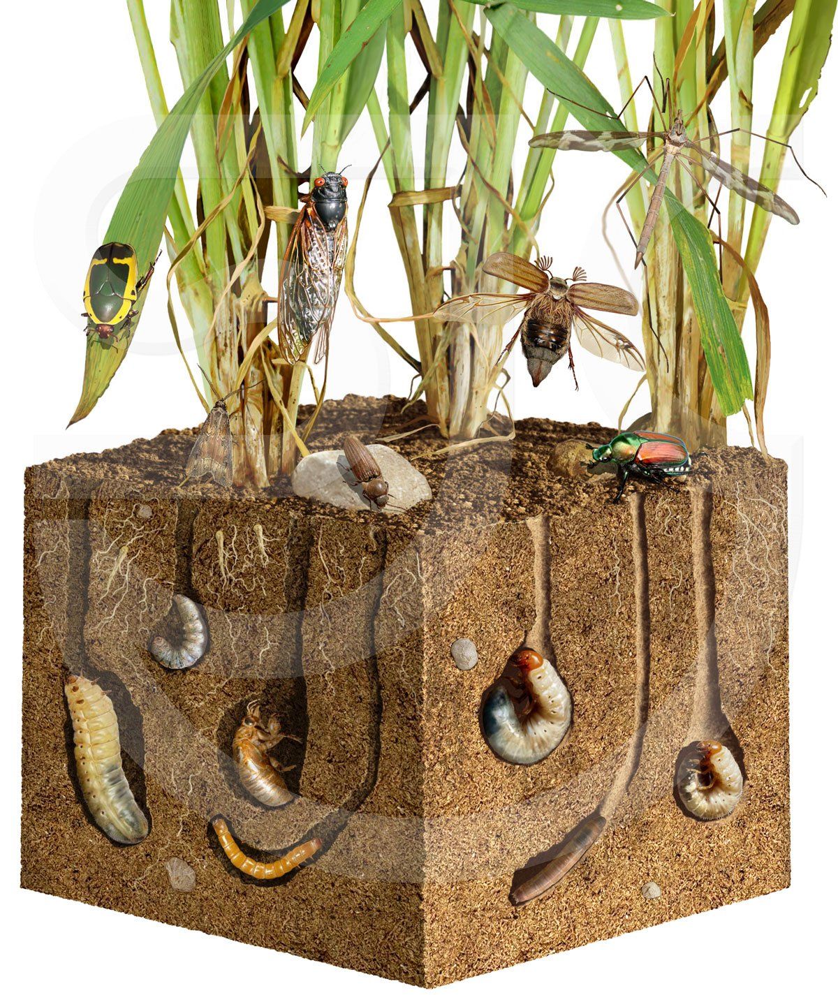 Insect species, bugs. Cutaway of soil, 3D view, revealing larvae in tunnels underground, and newly emerged insects above ground. Photorealistic natural history painting. Wildlife illustration.