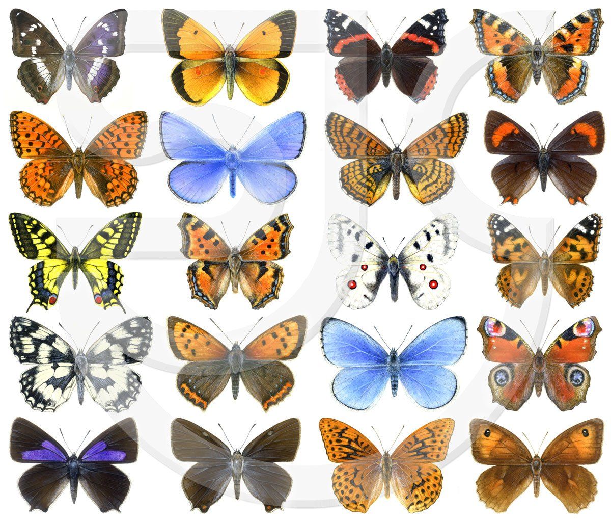 20 butterfly species. Realistic Watercolour identification illustrations for Wildlife Trust Guide to Butterflies & Moths. Purple Emperor, Clouded Yellow, Red Admiral, Tortoiseshell, Dark Green Fritillary, Common Blue Glanville Fritillary, Brown Hairstreak, Swallowtail, Large Tortoiseshell, Apollo, Painted Lady, Marbled White, Small Copper, Small Blue, Peacock, Purple Hairstreak, Whiteletter Hairstreak, Fritillary, Meadow Brown.