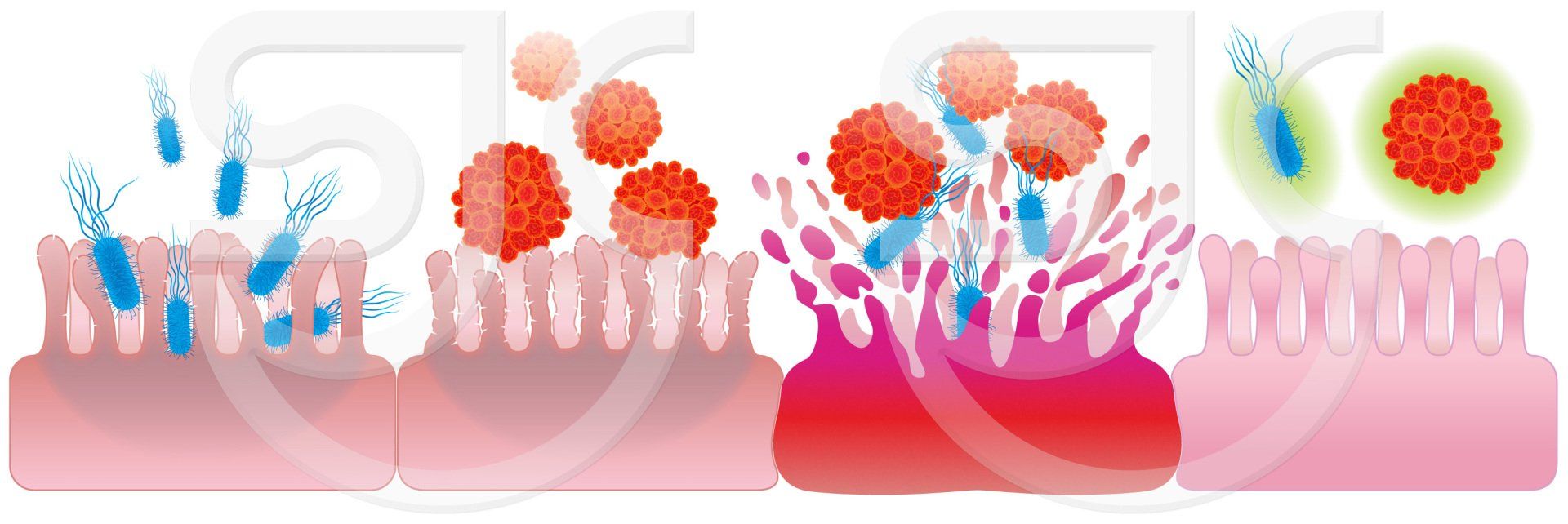 Celmanax, colourful stylized 4-stage vector graphic diagram. Artwork for animal nutrition feed brand product advertising, marketing and presentation. Science illustration by Maj Jackson Carter.