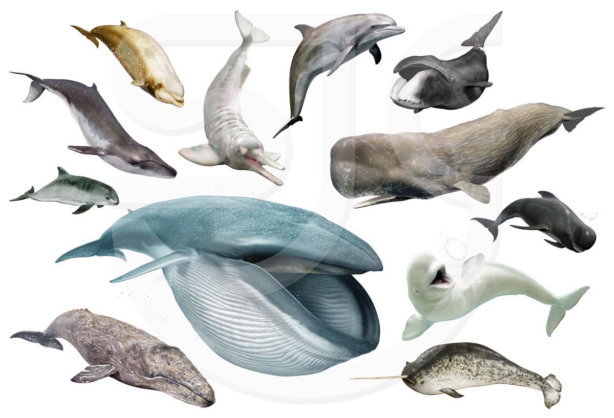 A selection of realistic wildlife illustrations of cetaceans, aquatic mammals, including the Eendangered blue whale, Balaenoptera musculus; near threatened beluga white whale, Delphinapterus leucas; near threatened narwhal, Monodon monoceros; Amazon river dolphin, boto, or pink river dolphin, Inia geoffrensis; threatened grey whale, Eschrichtius robustus; pygmy right whale, Caperea marginata; bowhead whale, Balaena mysticetus; vulnerable sperm whale; cachalot, Physeter macrocephalus; cuvier's or goose-beaked whale, Ziphius cavirostris; the critically endangered vaquita, Phocoena sinus; porpoise, Phocoenidae; common bottlenose dolphin, Tursiops truncatus and the long-finned pilot whale, Globicephala melas.