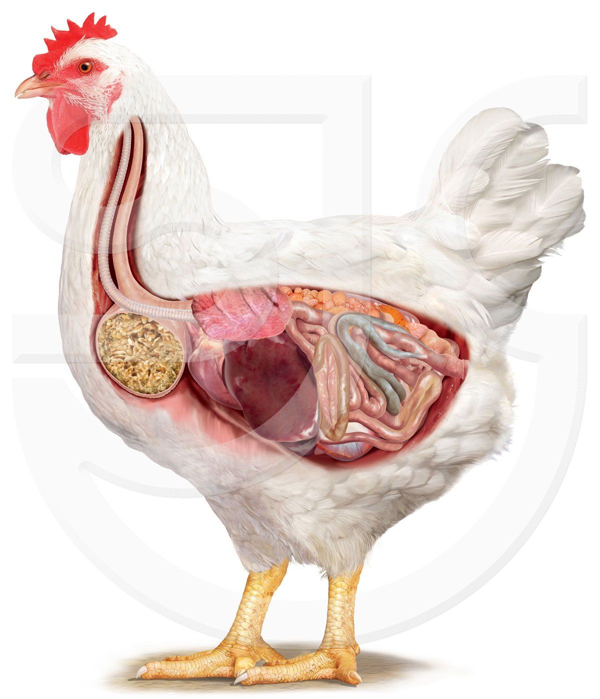 Chicken cutaway revealing internal digestion. Photorealistic digital scientific illustration for trade exhibition panel artwork, animal food supplement brand, product advertising and marketing.