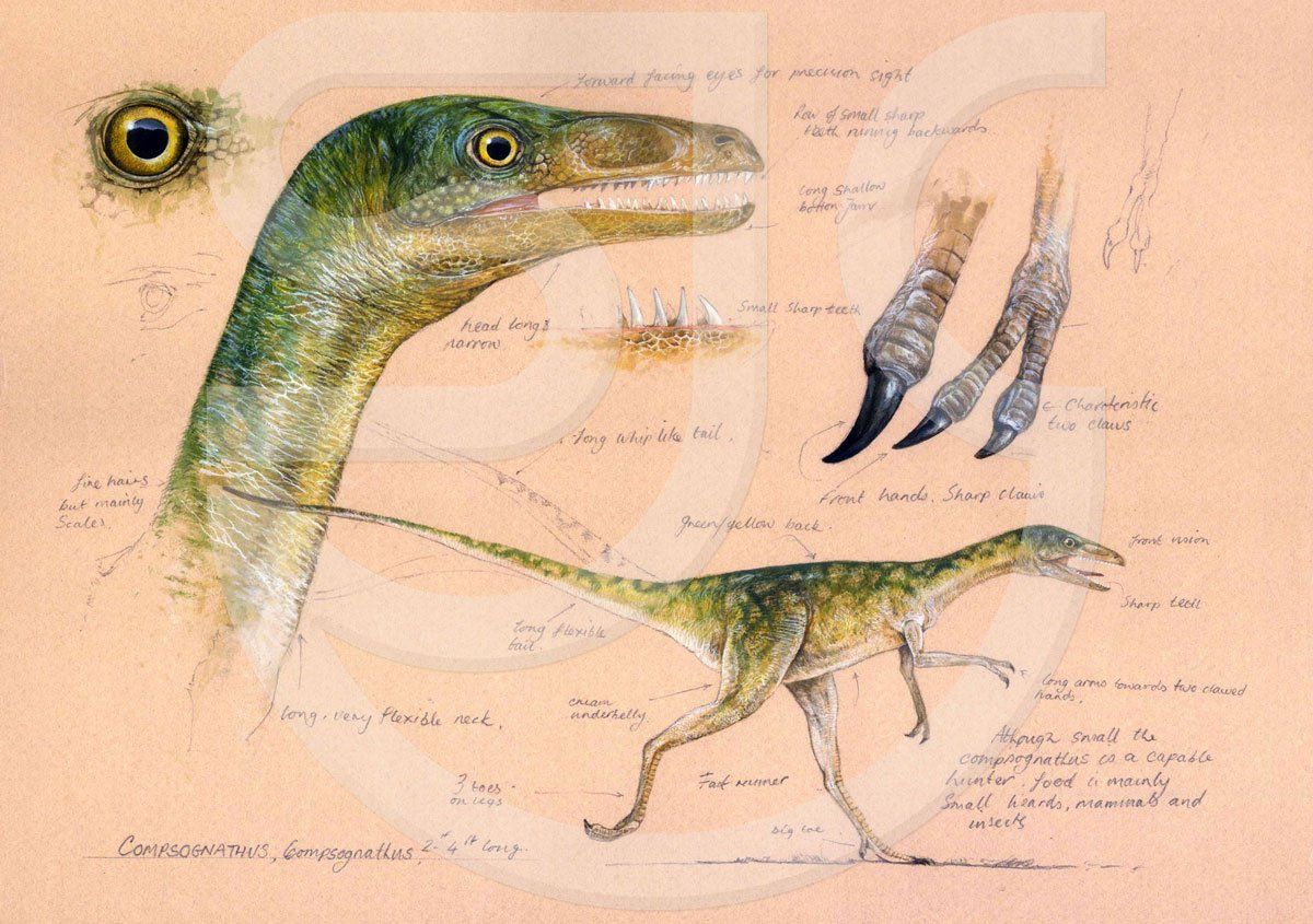 Compsognathus dinosaur sketchbook study in watercolour and pencil on colour paper of a late jurassic bipedal carnivorous theropod. Close up study of claws, eye, teeth and head. Natural history illustration.