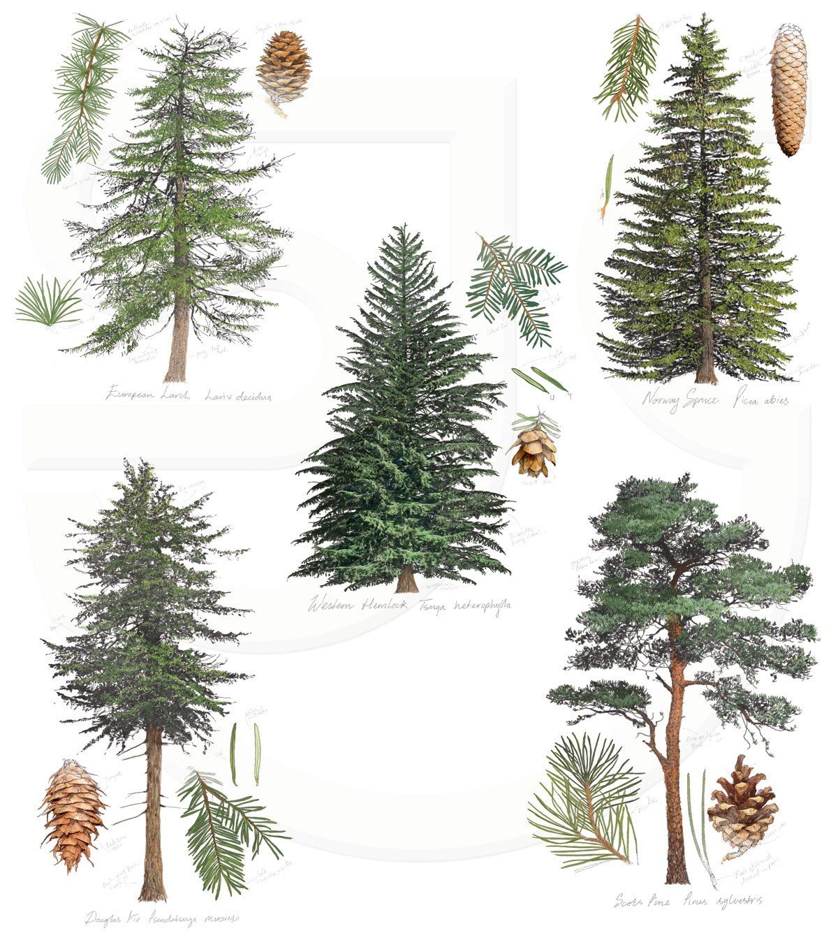 Watercolour identification illustrations of five conifer tree species: European larch, Western hemlock, Norway spruce, Douglas fir and Scots pine. Scientific botanical paintings.