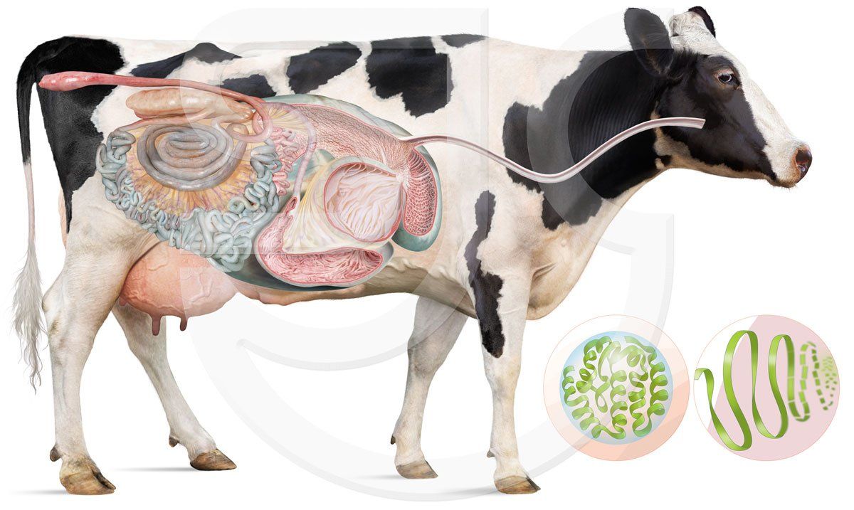 Dairy cow cutaway, revealing internal digestion. Protein Molecule vector spot art by Maj Jackson-Carter. Digital artwork for for an animal food supplement brand / layered animation, product advertising and marketing. Photorealistic scientific illustration.
