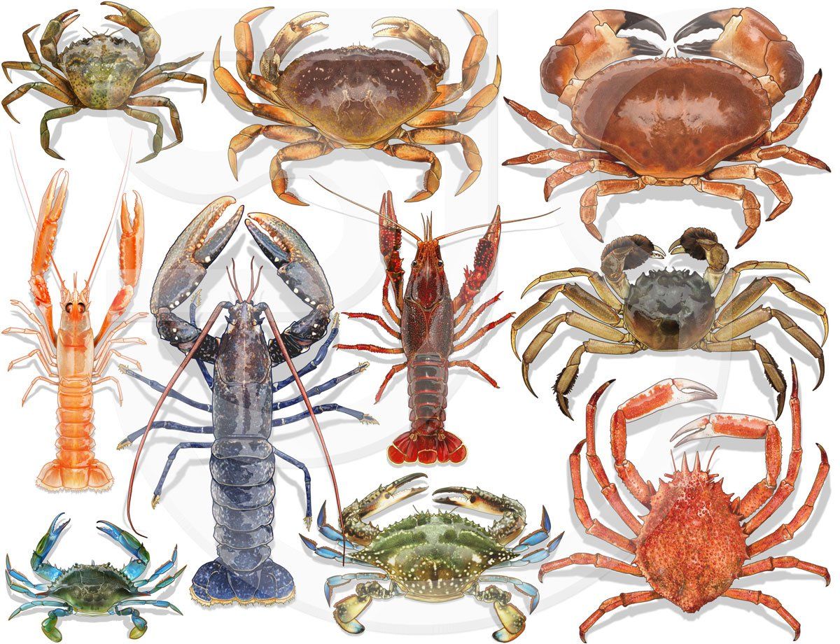A selection of colourful, realistic, yet stylized, crustacean paintings for a seafood identification app, including lobsters, crabs, crayfish, langustine and prawns. Natural history, ocean life illustration.